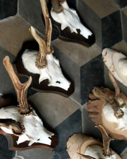 skulls-of-roe-bock-roe-bock-antlers-376163-en-max