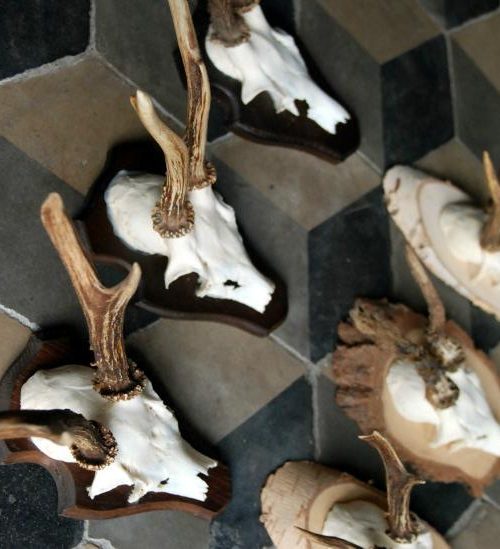 Skulls of roe bock. Roe bock antlers