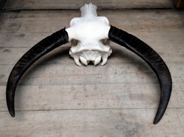 Skulls of water buffalo