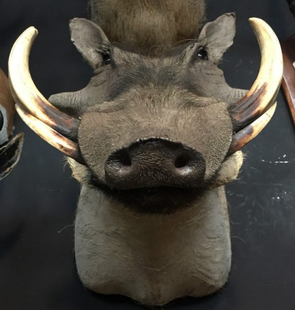 SM 101-A, Hunting trophy of a warthog
