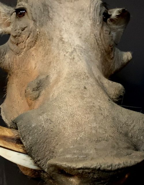 Stuffed head of a warthog