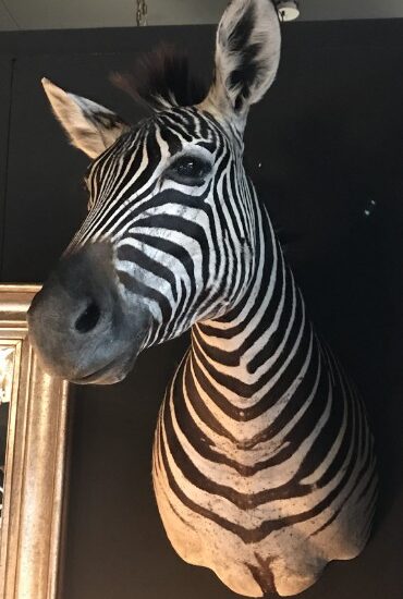 sm-110-a-taxidermy-zebra-head-955314-en-max