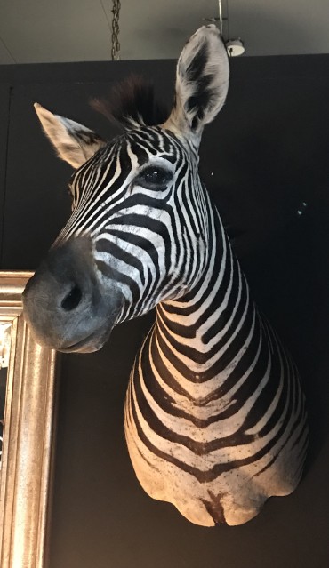 SM 110-A, Opgezette zebra kop