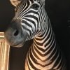 SM 110-A, Opgezette zebra kop