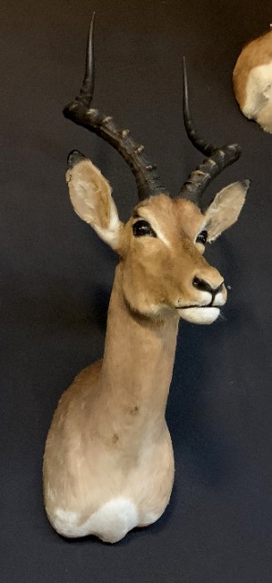 Vintage hunting trophy from an impala