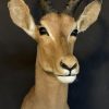 Vintage jachttrofee van een impala