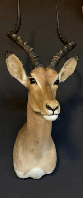 Vintage jachttrofee van een impala