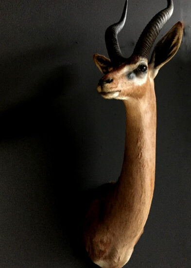 sm-191-recently-stuffed-head-gerenuk-or-giraffe-gazelle-529041-en-max