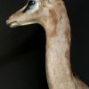 SM 191, Recently stuffed head Gerenuk or Giraffe gazelle