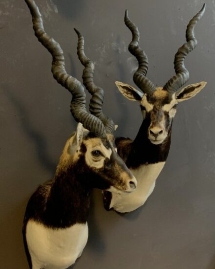 sm-193-a-couple-of-taxidermy-black-buck-3020401-max