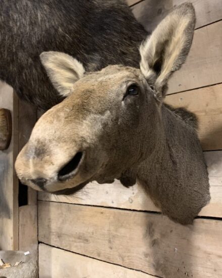 sm-320-c-taxidermy-head-of-a-moose-calf-2168963-en-max