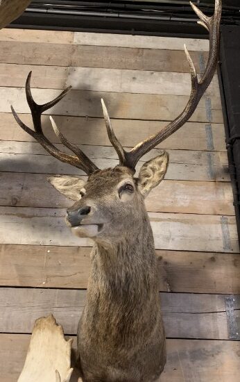 sm-350-m-new-stuffed-heads-of-red-deer-2105790-en-max