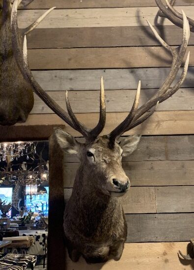 sm-350-o-stuffed-head-of-a-very-large-red-deer-2333105-en-max