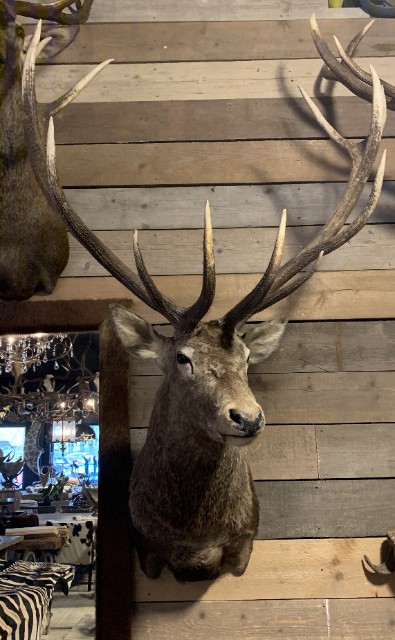 SM 350-O, Stuffed head of a very large red deer.