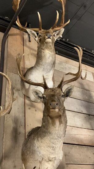 sm-400-f-new-stuffed-fallow-deer-heads-2105837-en-max