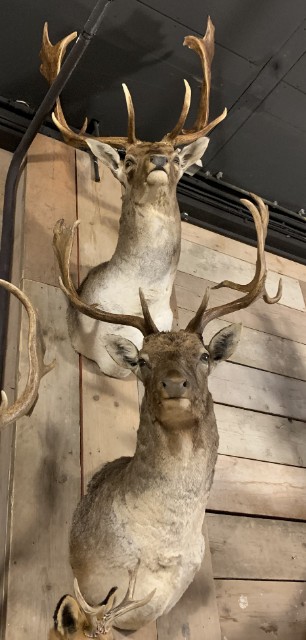 SM 400-F, New stuffed fallow deer heads.