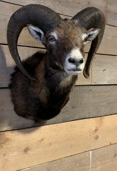 sm-450-c-taxidermy-mouflon-head-1952607-en-max