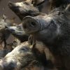 Various taxidermy wild boars