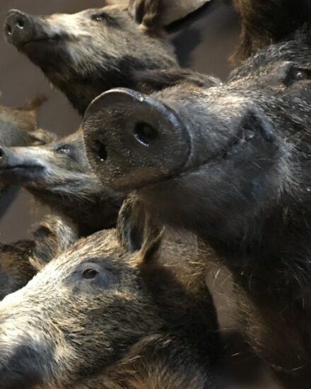 sm-460-a-various-taxidermy-small-wild-boars-1010635-en-max