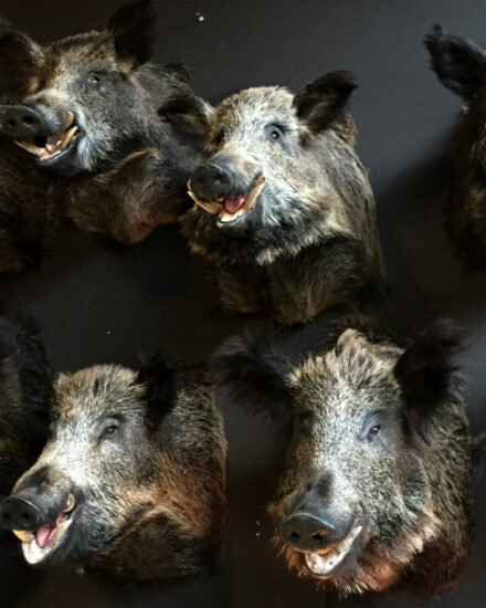 sm-460-c-stuffed-wild-boar-heads-378396-en-max