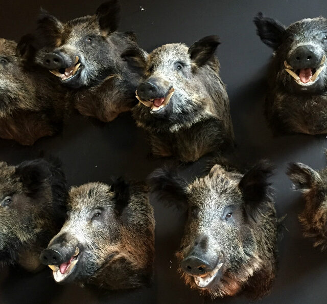 sm-460-c-stuffed-wild-boar-heads-378396-en-max