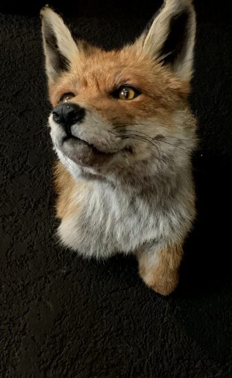 sm-465-e-taxidermy-fox-head-1952559-en-max