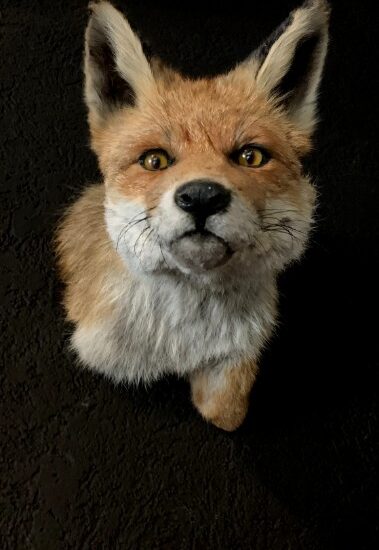 sm-465-e-taxidermy-fox-head-1952560-en-max