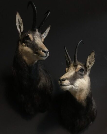 sm-475-a-beautiful-couple-of-mounted-chamois-3020410-en-max-rotated-e1597153804996