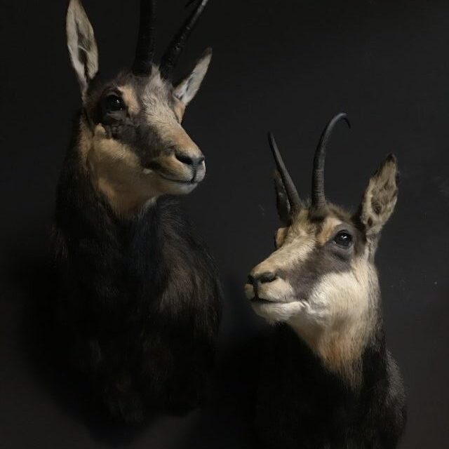 sm-475-a-beautiful-couple-of-mounted-chamois-3020410-en-max-rotated-e1597153804996