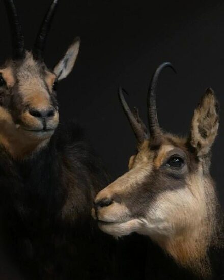 sm-475-a-beautiful-couple-of-mounted-chamois-3020412-en-max