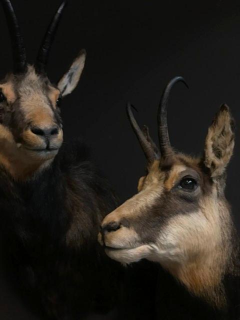 Beautiful couple of mounted chamois