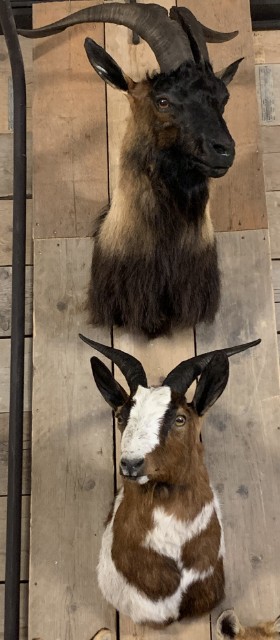 SM 602-A, Taxidermy head large Billy goat