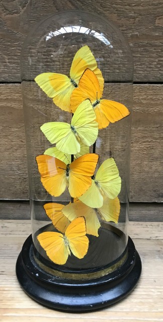 Kleine antike Glocke mit gelben Schmetterlingen (Phoebis)