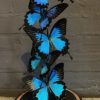 Kleine antieke stolp gevuld met blauwe vlinders
