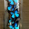 Antieke stolp met vlinders (Pareronia Tritaea)