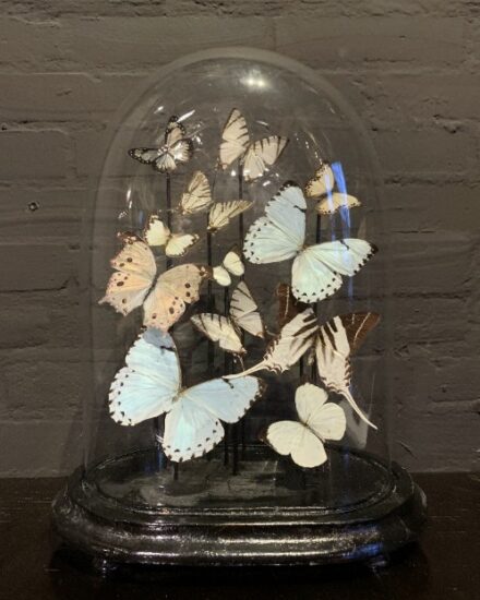 small-oval-antique-bell-jar-filled-with-white-butterflies-2347064-en-max