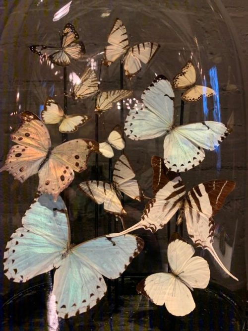 Ovale antieke stolp gevuld met witte vlinders
