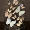 Oval antique bell jar filled with white butterflies