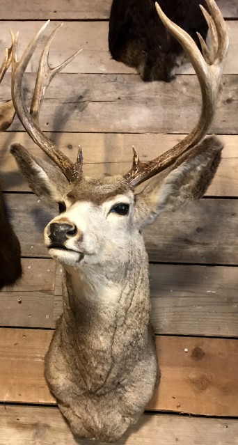 Special and vintage trophy head of an American Mule deer