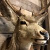 Bijzondere en vintage opgezette kop van een Amerikaans Mule deer
