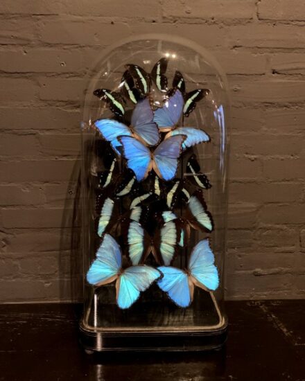 special-antique-bell-jar-filled-with-blue-butterflies-2347058-en-max