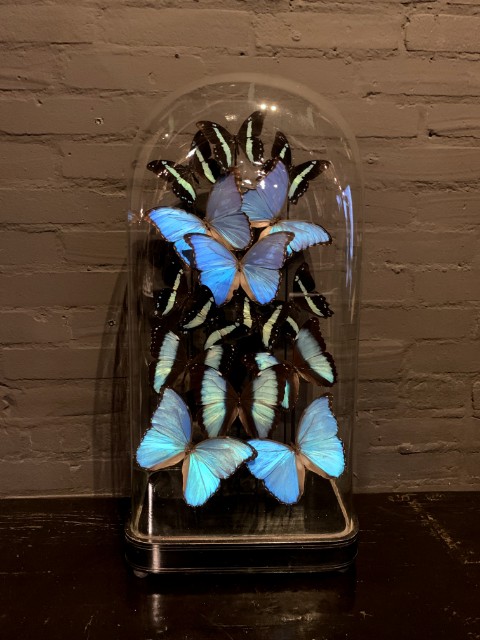 Bijzondere antieke stolp gevuld met blauwe vlinders