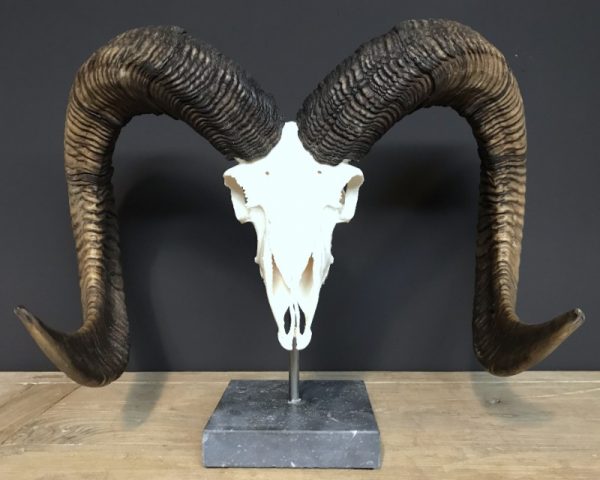 Special, capital skull of a moeflon ram