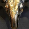 Special high-grade metallized (dark gold) skull of a Tibetan ram