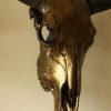 Bijzondere hoogwaardige gemetalliseerde (tin) schedel van een waterbuffel