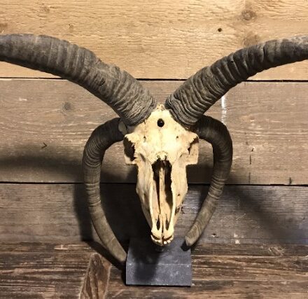 special-old-skull-of-a-jacobs-sheep-808660-en-max