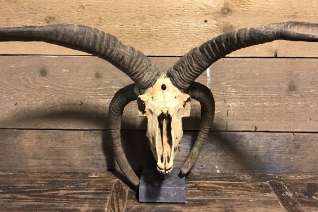 special-old-skull-of-a-jacobs-sheep-808660-en-max