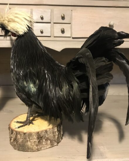 special-stuffed-crested-fowl-937825-en-max