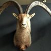 Special stuffed head of a very old Capricorn with huge horns