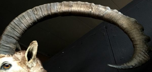 Spezielle ausgestopfte Kopf eines sehr alten Steinbock mit riesigen Hörnern.